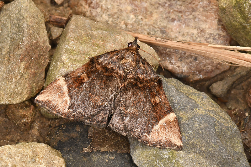 物種:Omphalomia hirta 攝影:吳士緯